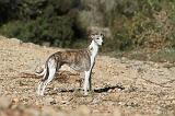 WHIPPET 125